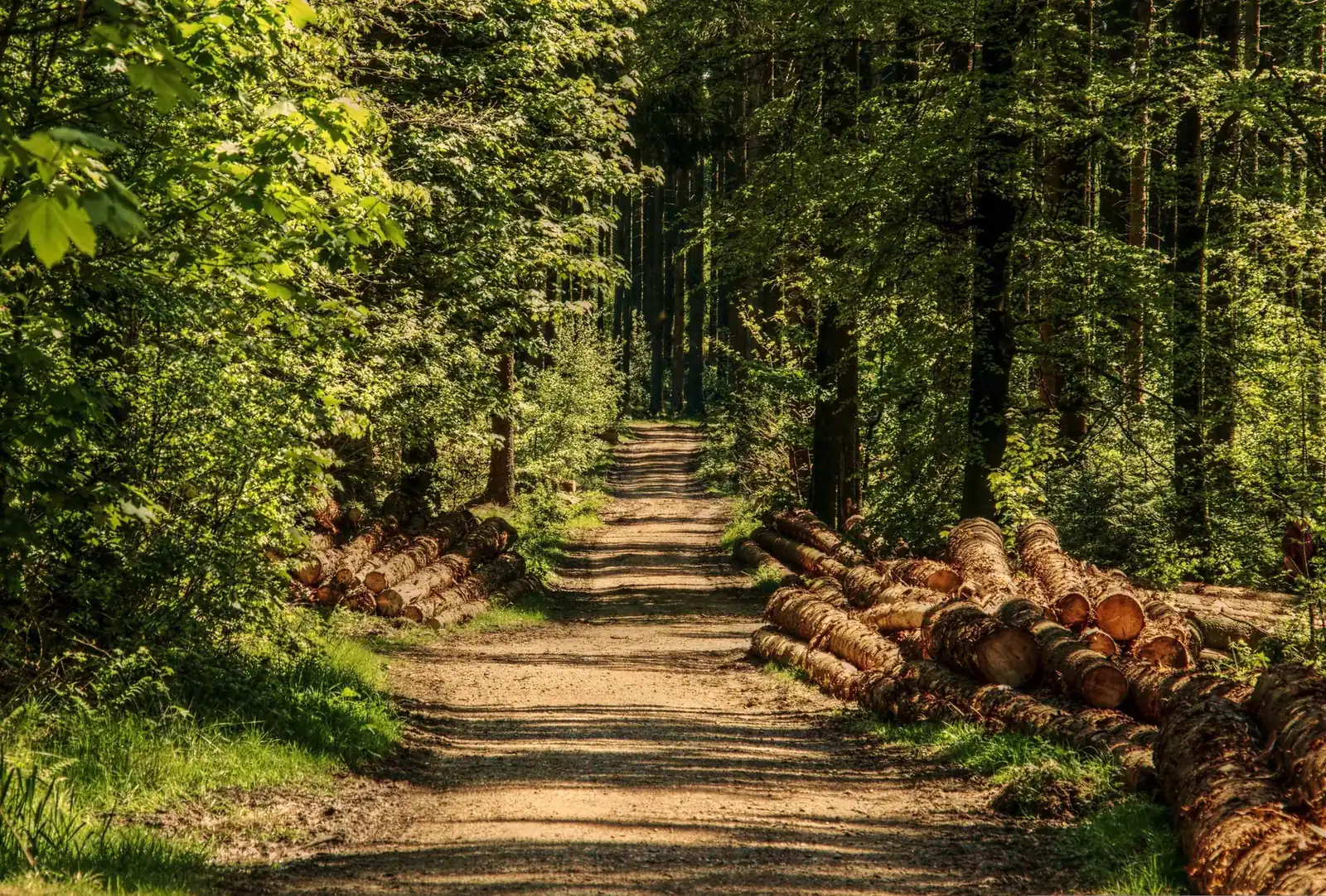 A track through a mature forest, felled logs stacked beside it